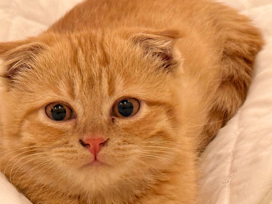 Скотиш фолд сотилади