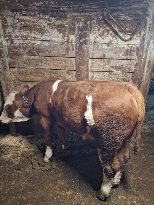 Vând vițel bălțat German