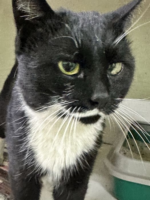 Кот Усман ищет дом