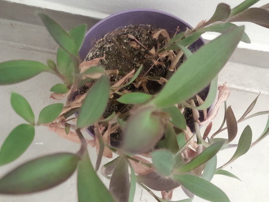 Лилава традесканция