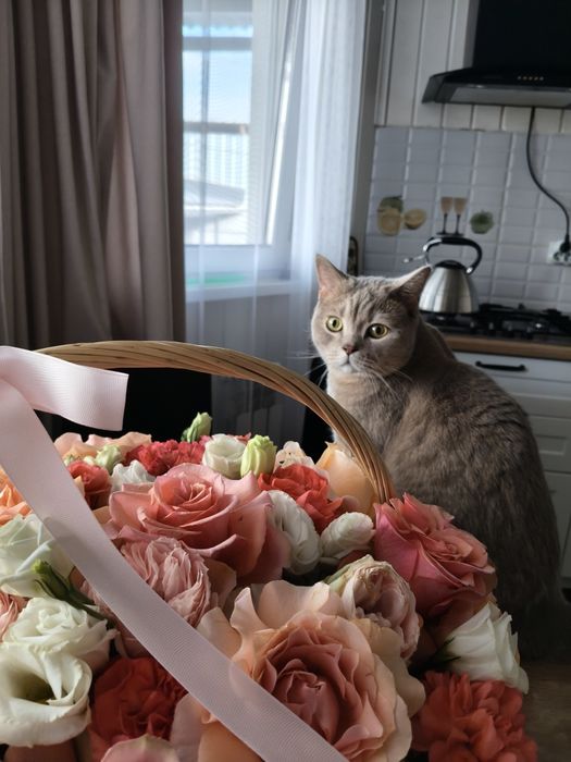 Отдам кота в добрые руки!