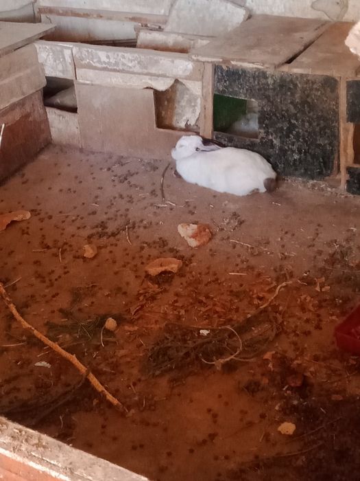 кролики каефорня