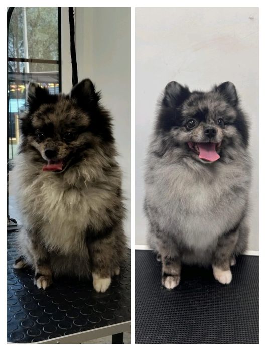 Вызов грумера на дом.