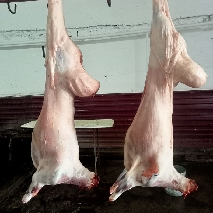 Кой сатылады!50000 ТГ