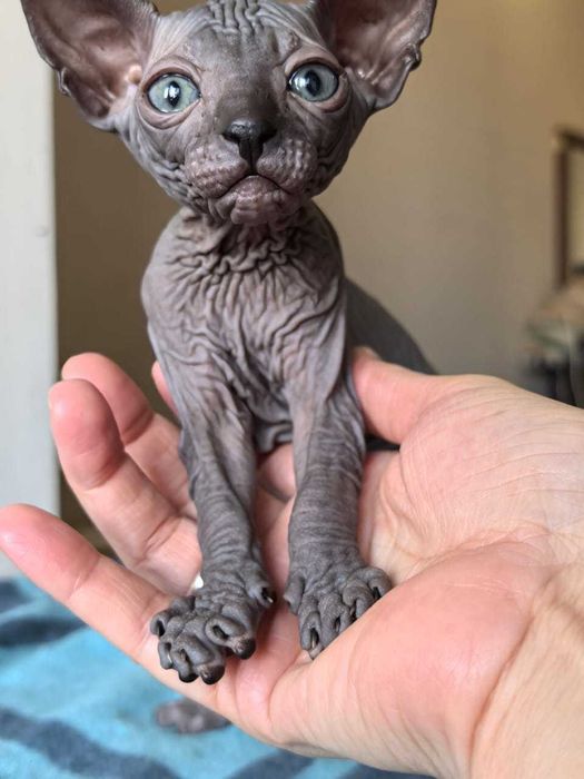 Продаются котята сфинкс!