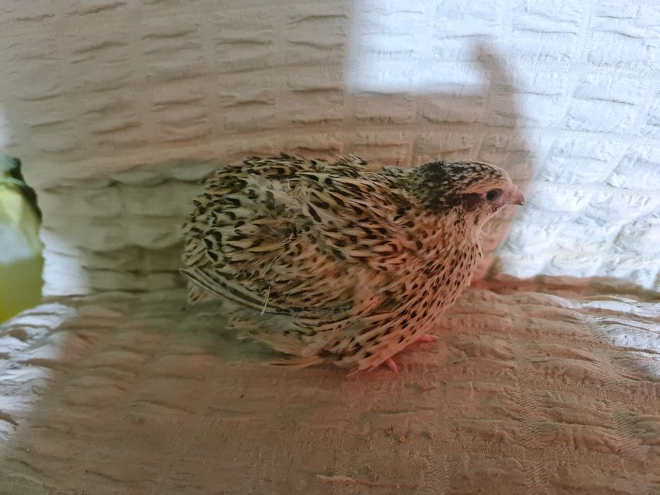 Бөдене жумыртка сатылады