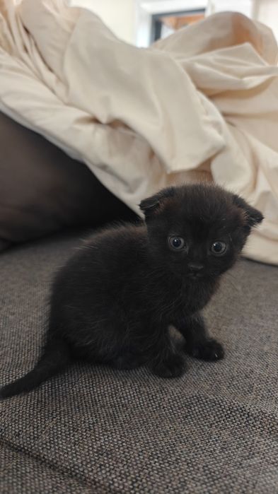 Продам вислоухого котенка