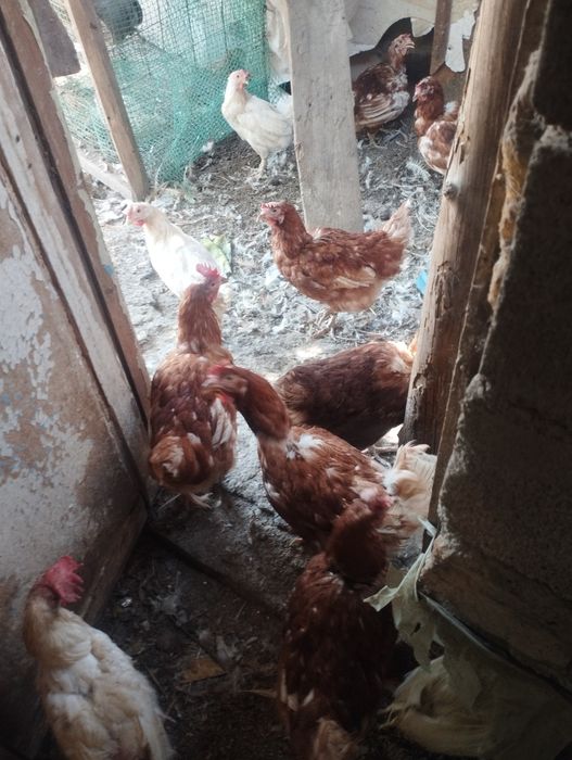 Ломан Браун и ломан Вайт