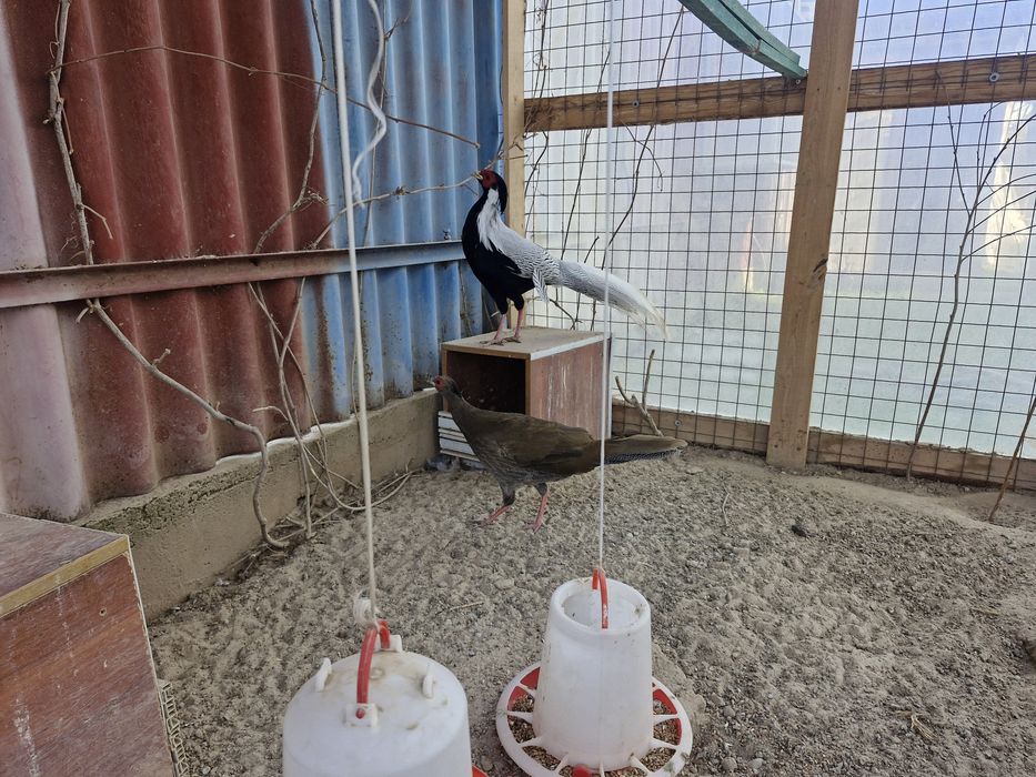 Фазан золотой серебро