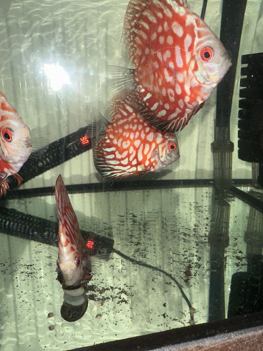 Продавам млади дискуси