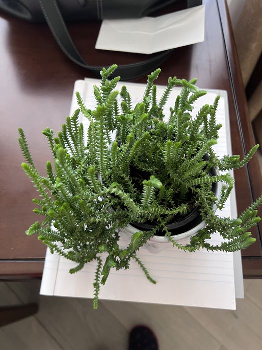 Цветы комнатные продам