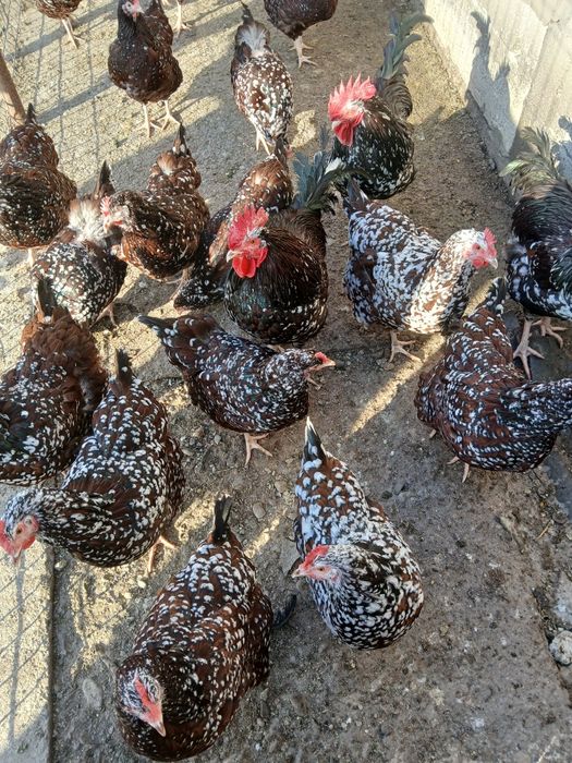 Vind gaini și cocoși sussex porțelan