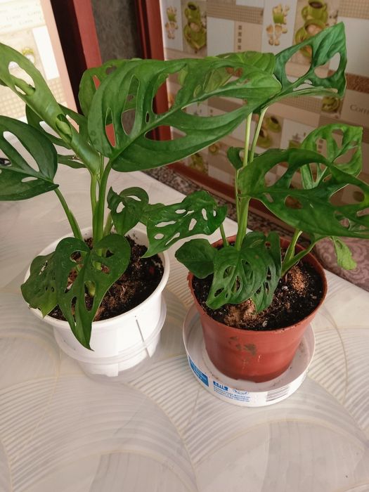 Монстера Манки продам