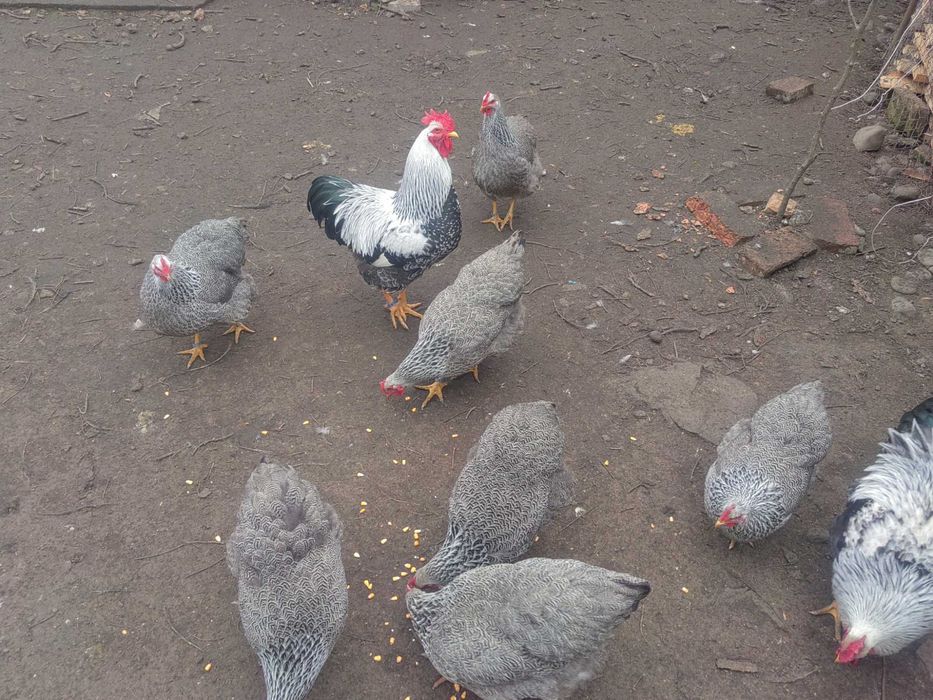 Oua de plymuth arginti