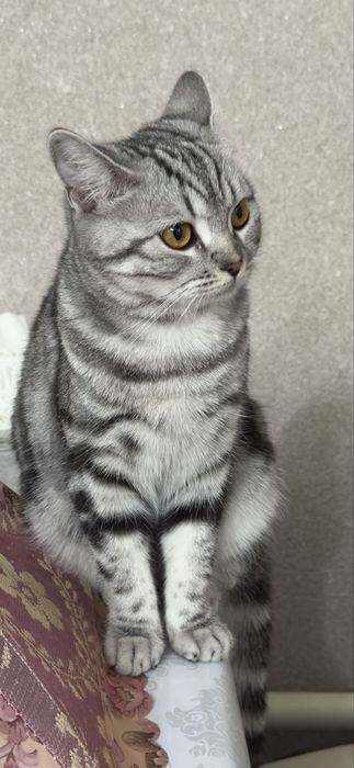 Жених нужен срочно !!!