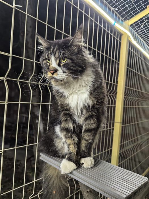 Потерялся кот мейн кун