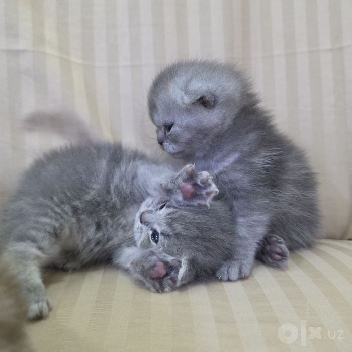 Котята пародистые