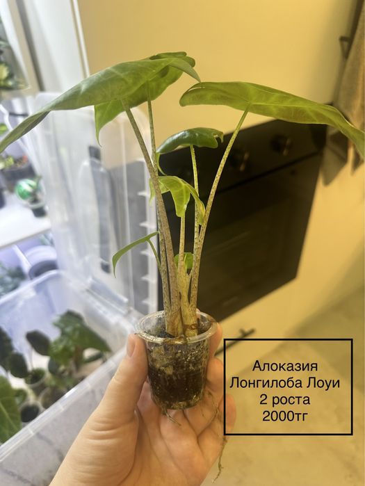 Алоказия Лонгилоба Лоуи
