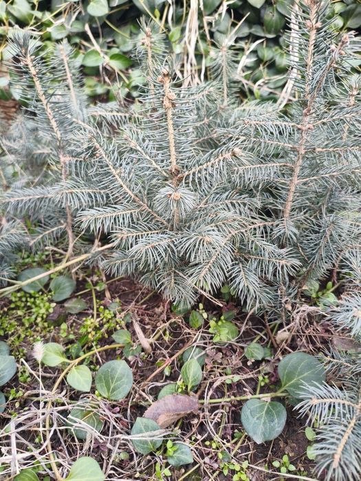 Ko'k archa ko'chatlari