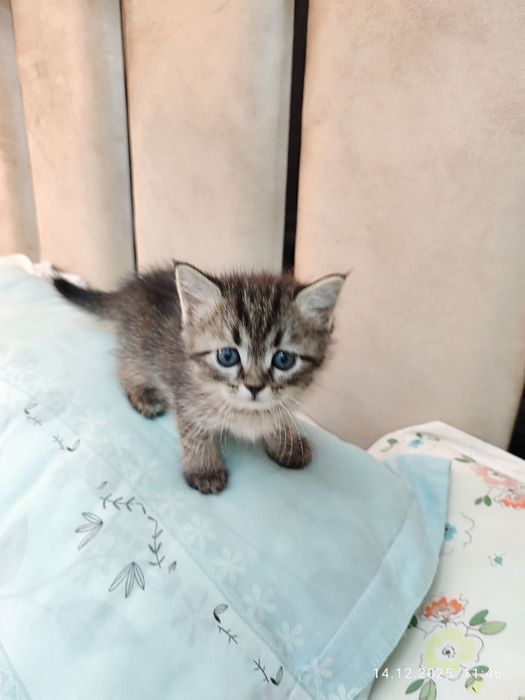 Продам в хорошие руки