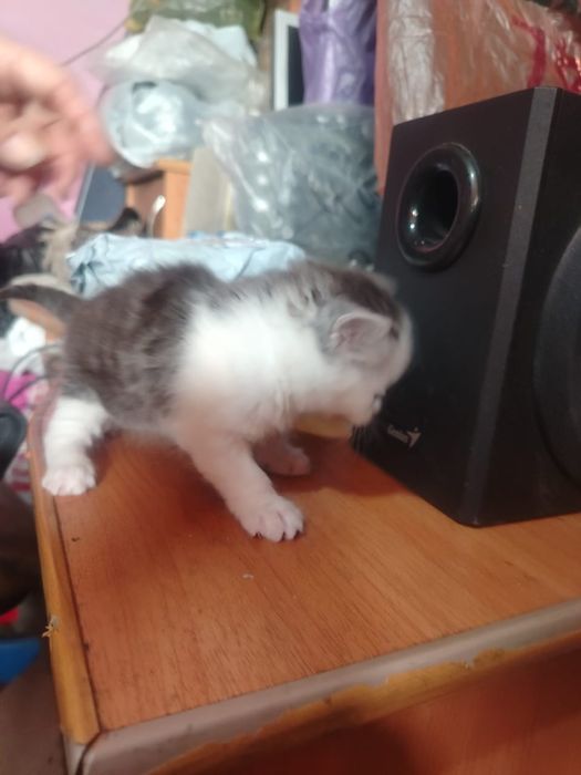 Британские  котята