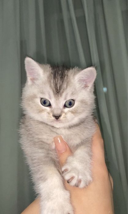 котята шиншилы