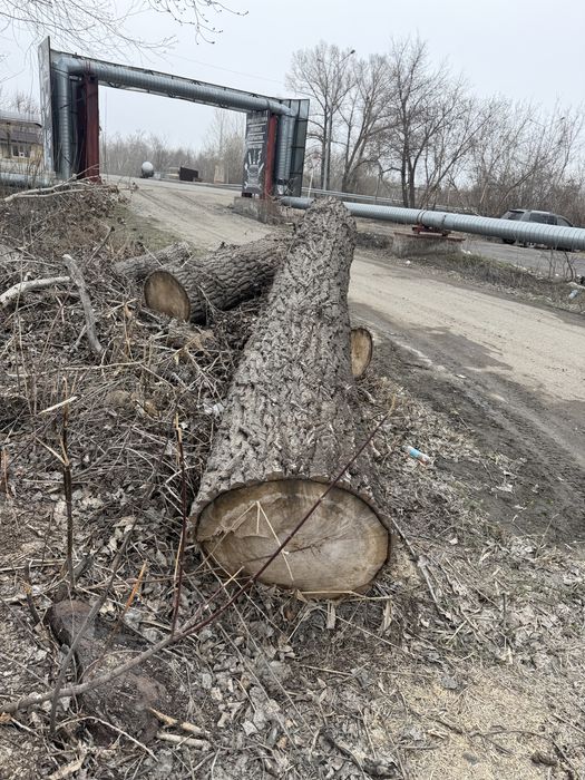 Отдам пиленные деревья