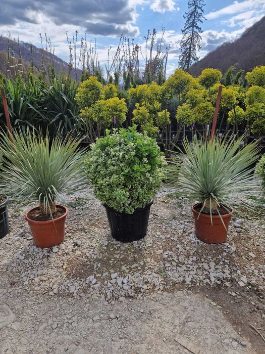 Plante pentru Gradina si Casa