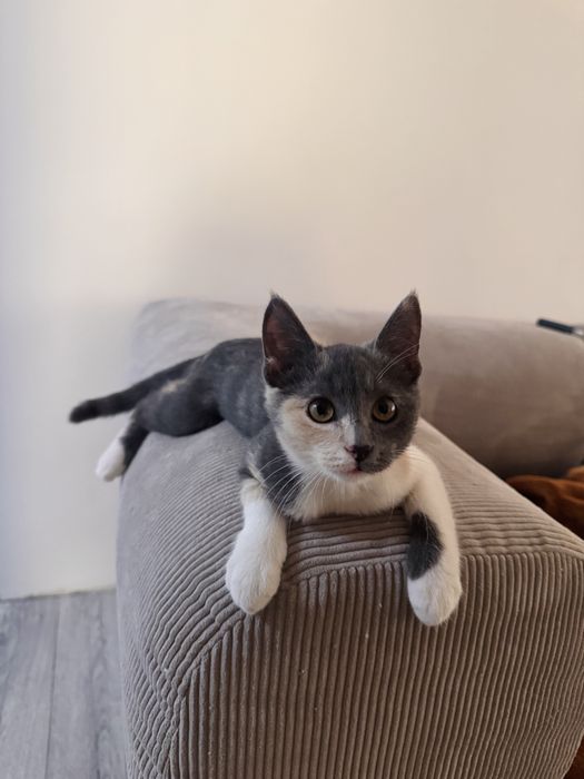 Отдам котенка в добрые руки