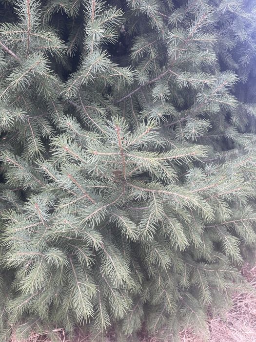 Елка очень красивая продаю