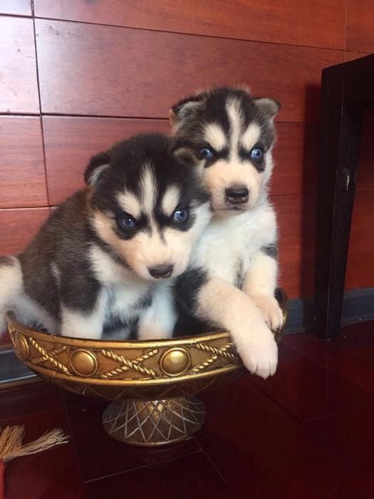 голубоглазые мальчики хаски