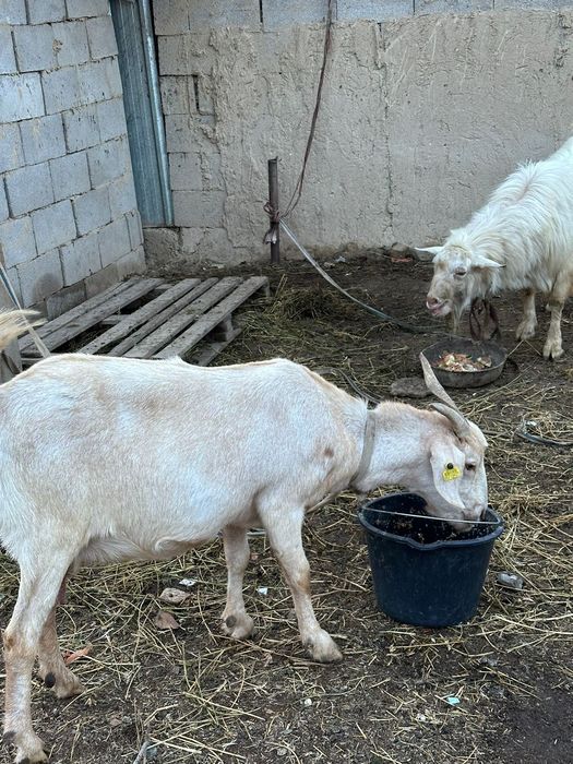 козы доиные.. молочные