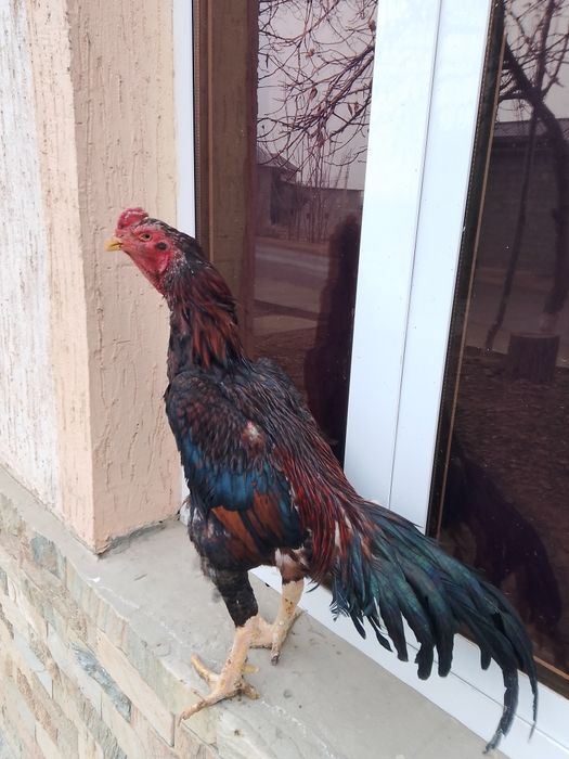 Dakan xuroz sotiladi