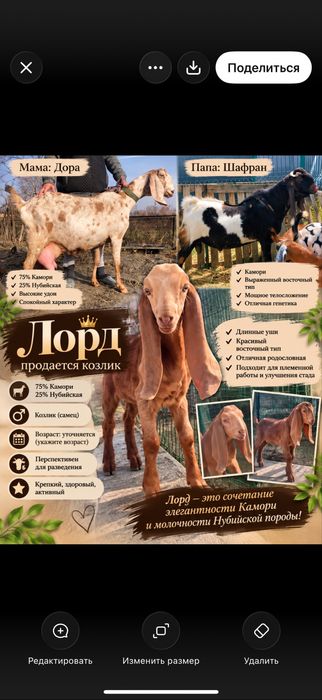 Козлик 75% камори 25 нуб