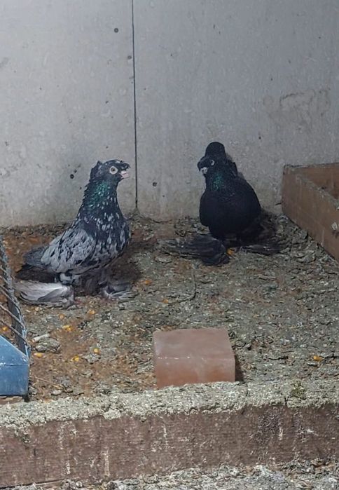 Узбекские двухчубые голуби