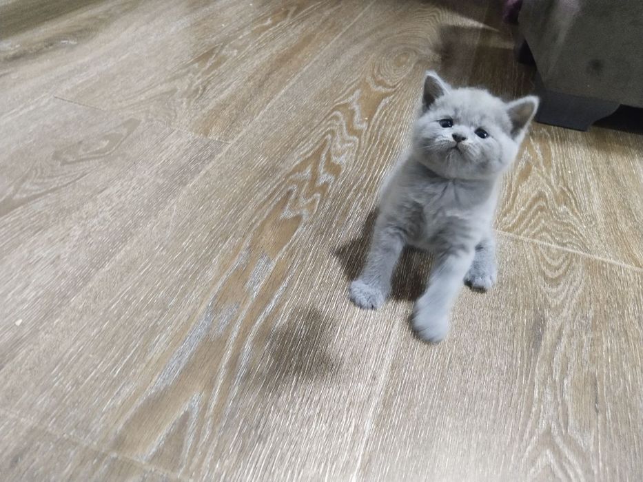 продаются котята
