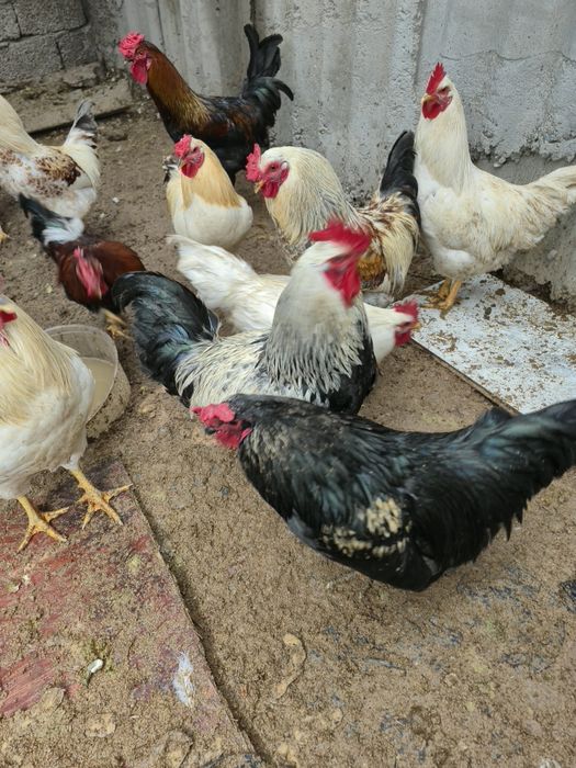 Домашний петух, крепкий