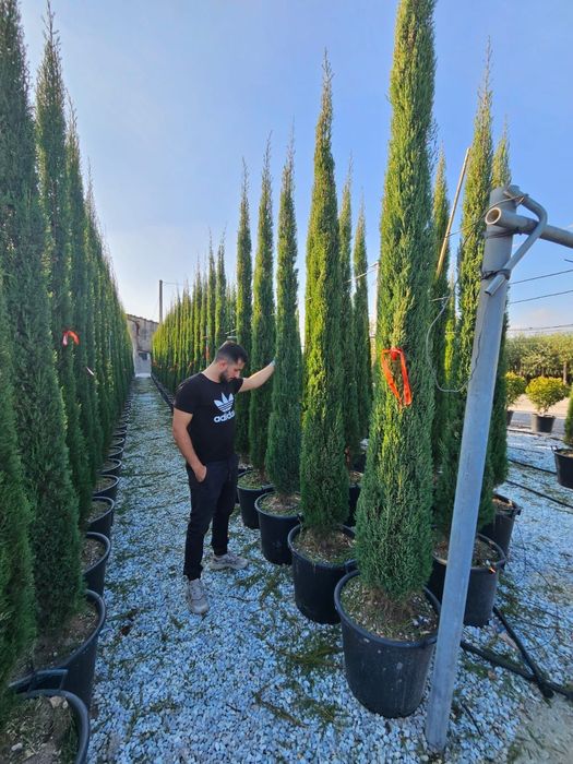 Cupressus sempervires calitate superioară