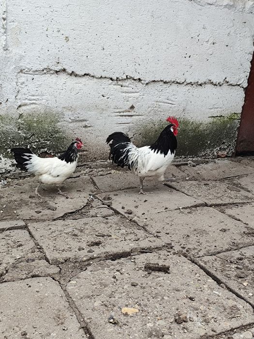Lakenvelder găină și cocoș
