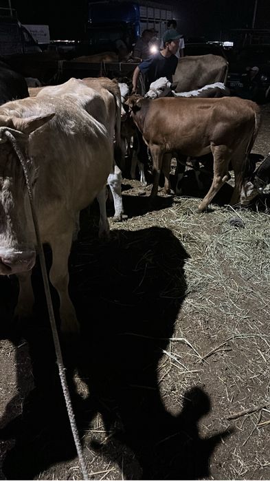 Вынужденный забой