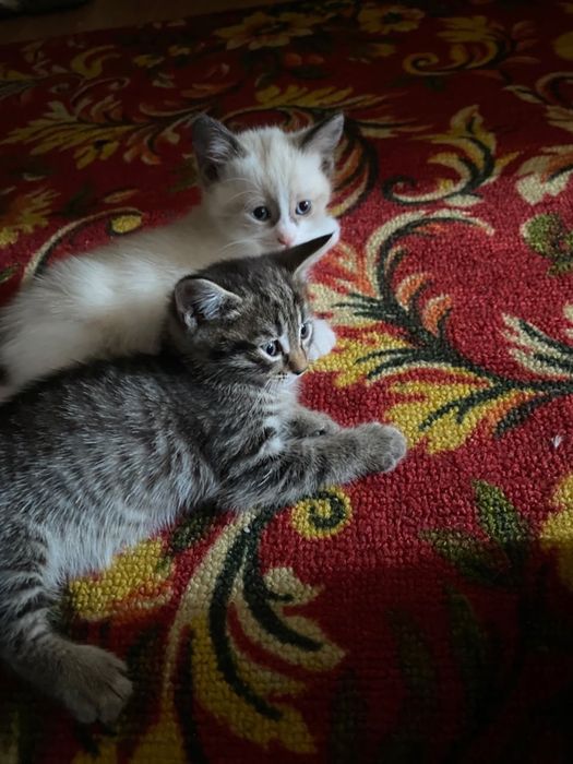 Продам игривых  котят …