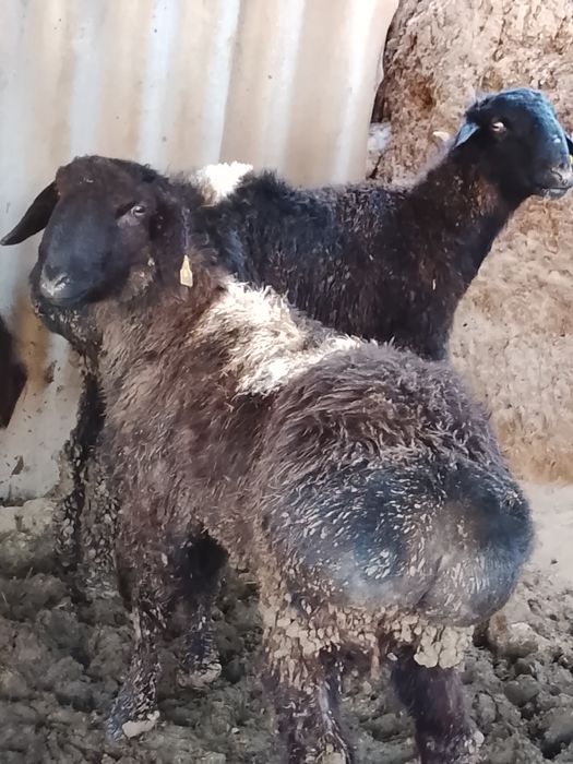 Қошқар сатылады сд