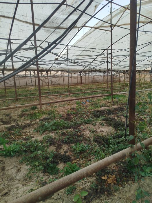 Теплитса сотилади 6.40сотих