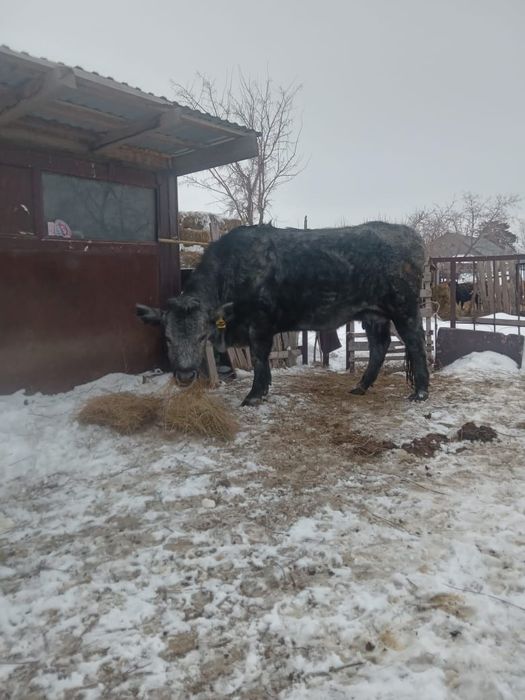 Корова с теленкам