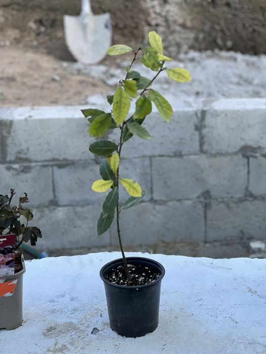 Дафинов лист в контейнер