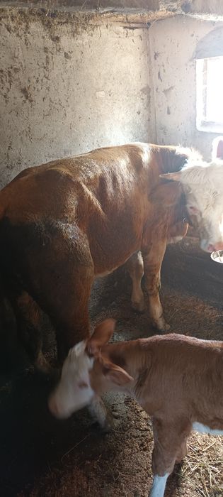 Juninci de vanzare