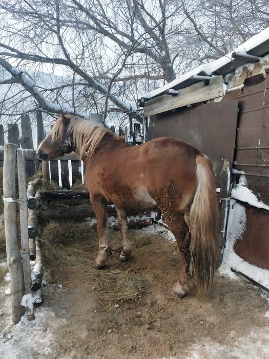 Айгыр сатамын,  жеребец