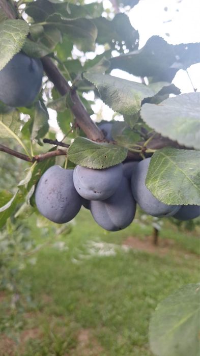 Prune consum.