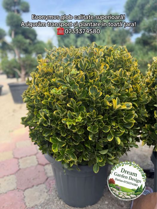 Vand plante ornamentale de calitate extra
