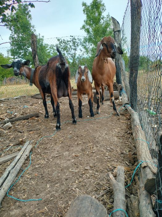 Capra cu doi iezi